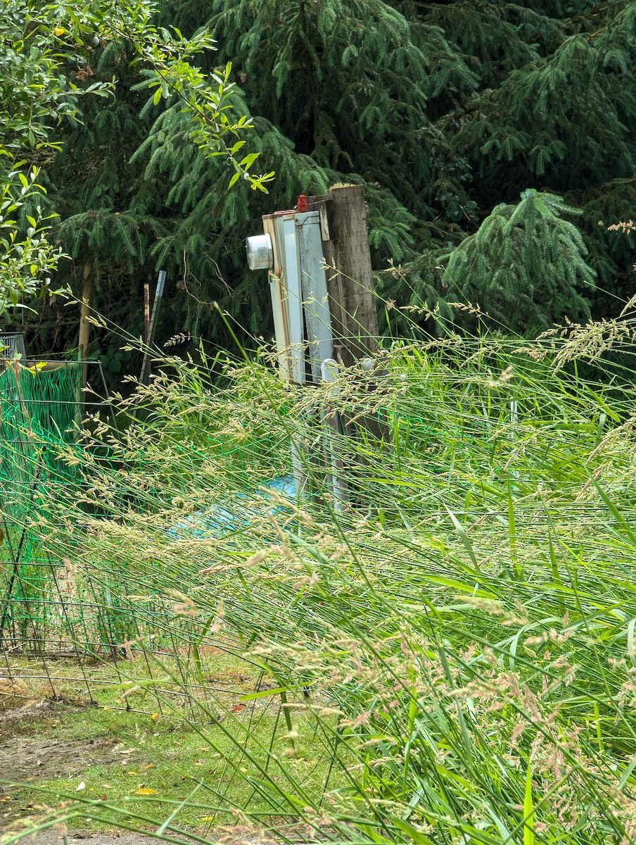 Red-breasted Sapsucker - ML637885664