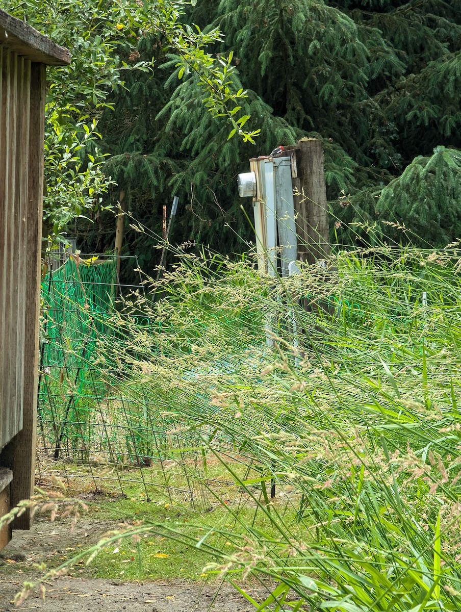 Red-breasted Sapsucker - ML637885698