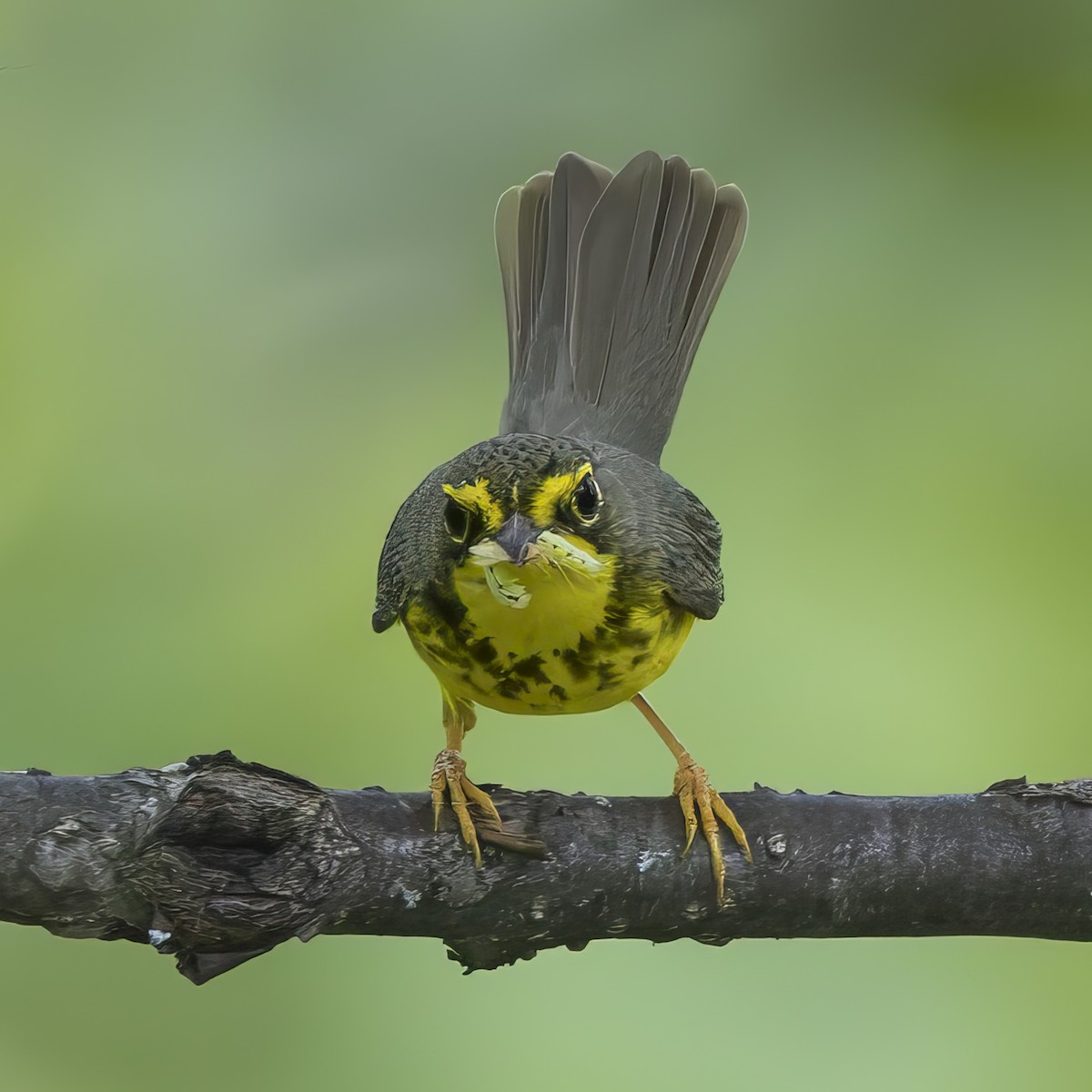 Canada Warbler - ML637885757