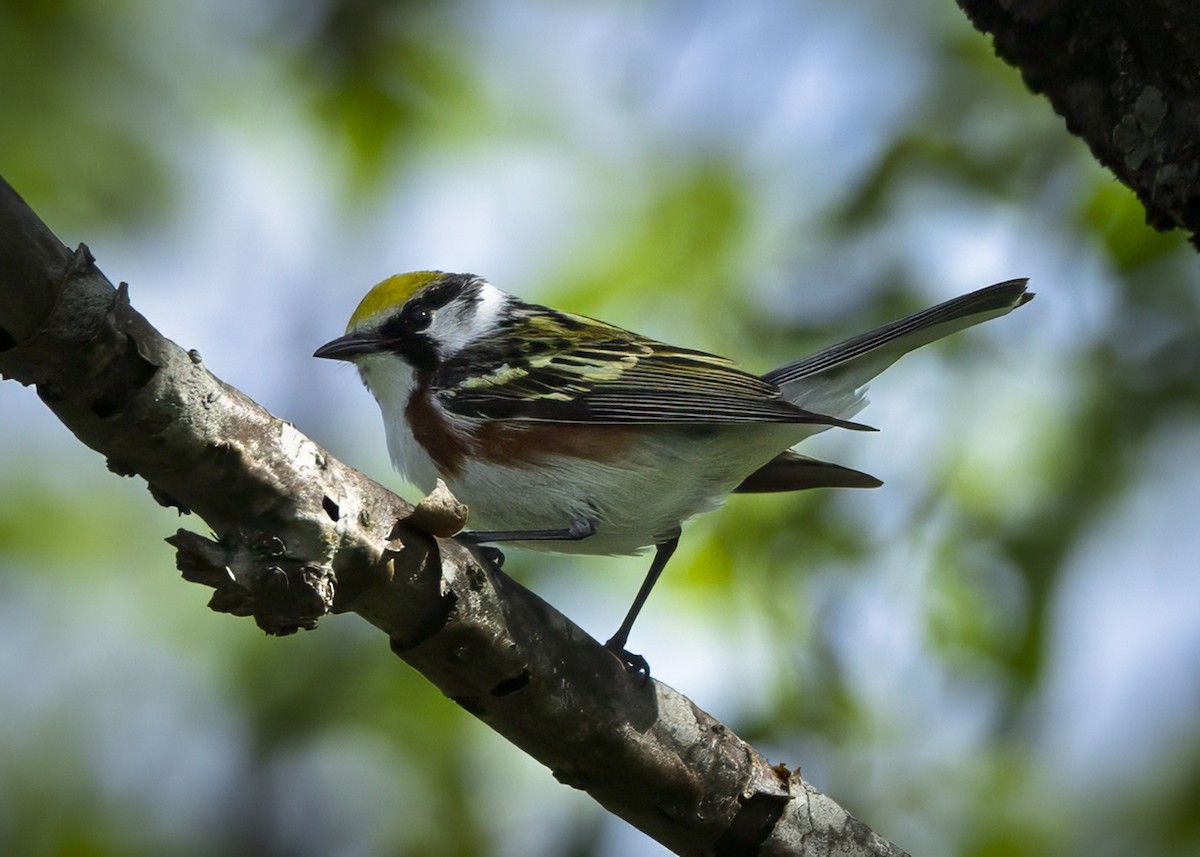 Chestnut-sided Warbler - ML637885765