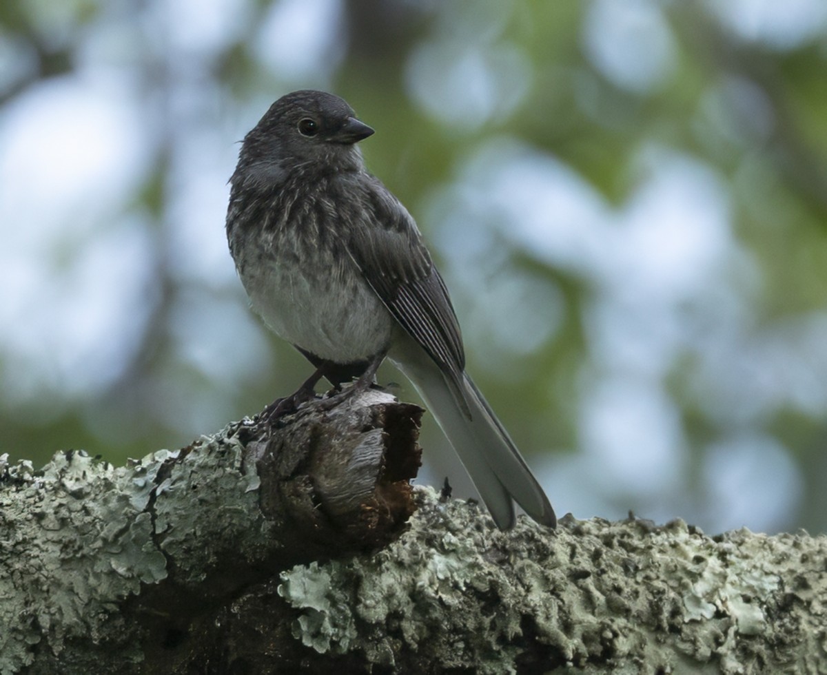Dark-eyed Junco - ML637885774