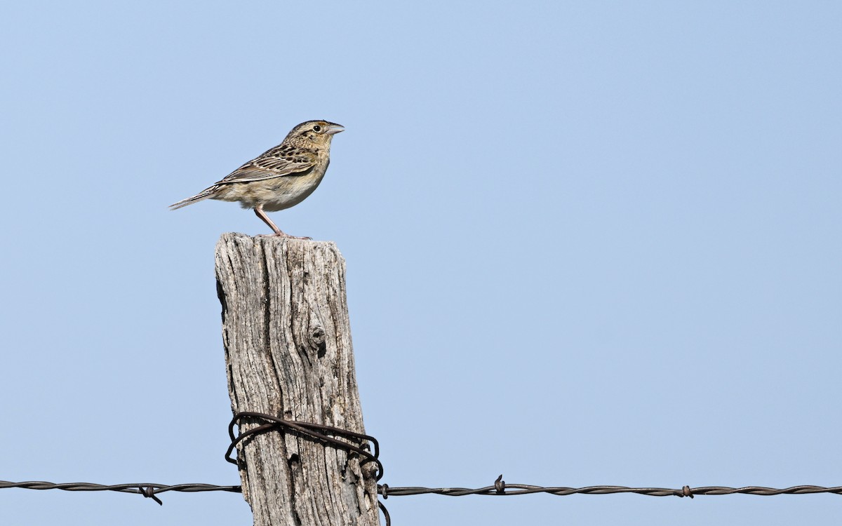 Grasshopper Sparrow - ML637885819
