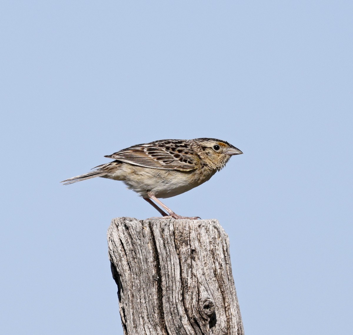 Grasshopper Sparrow - ML637885820