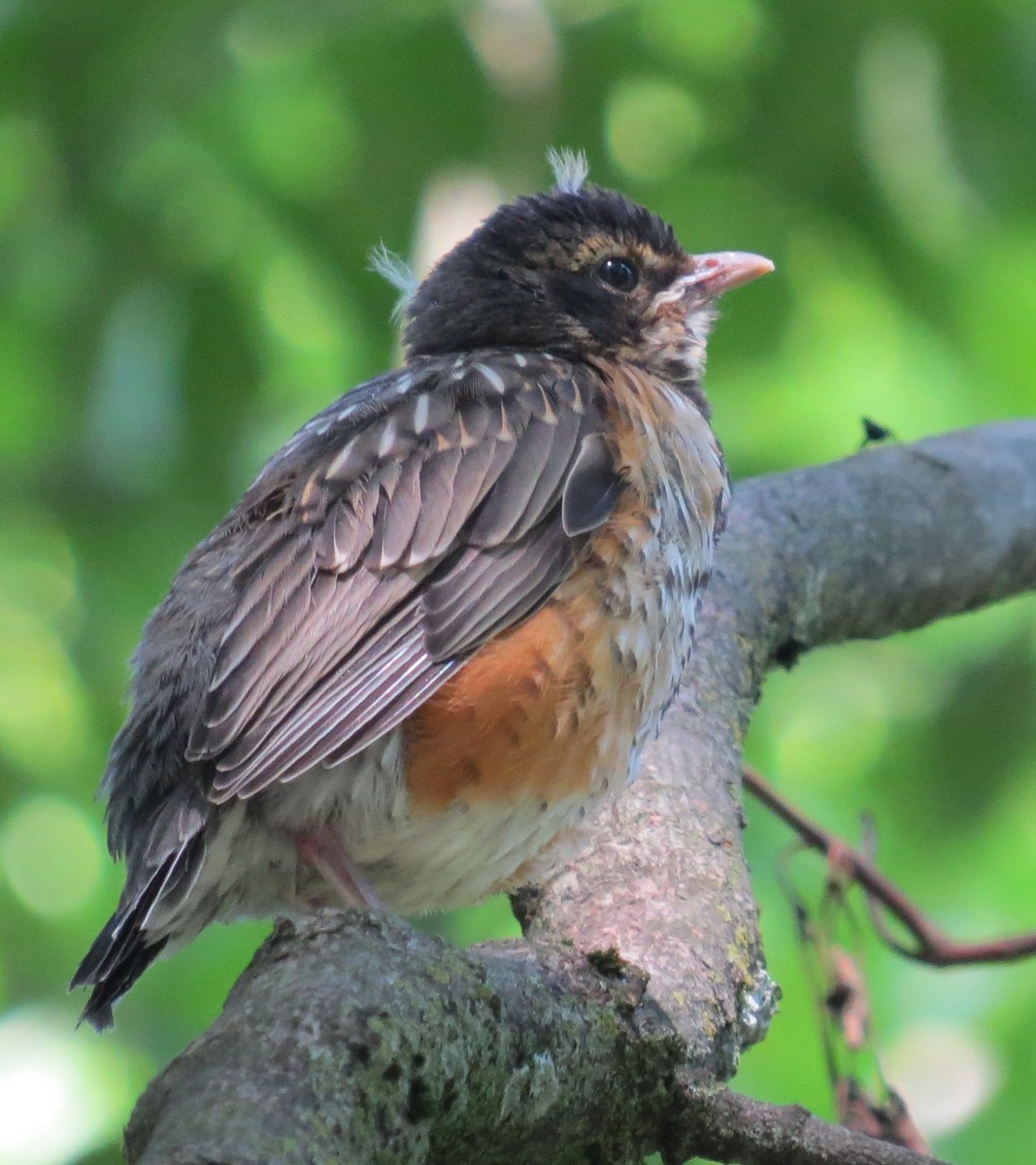 American Robin - ML637885823
