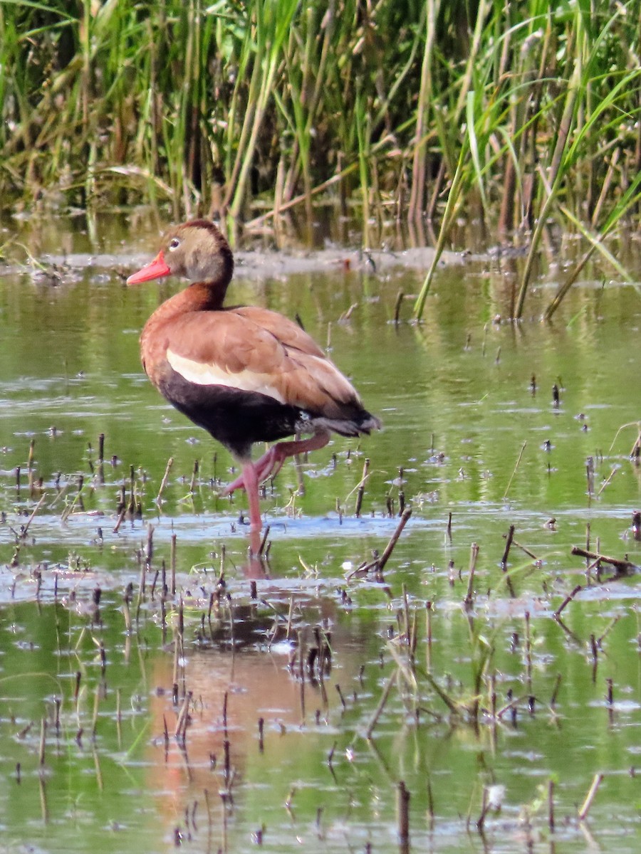 Dendrocygne à ventre noir - ML637885838