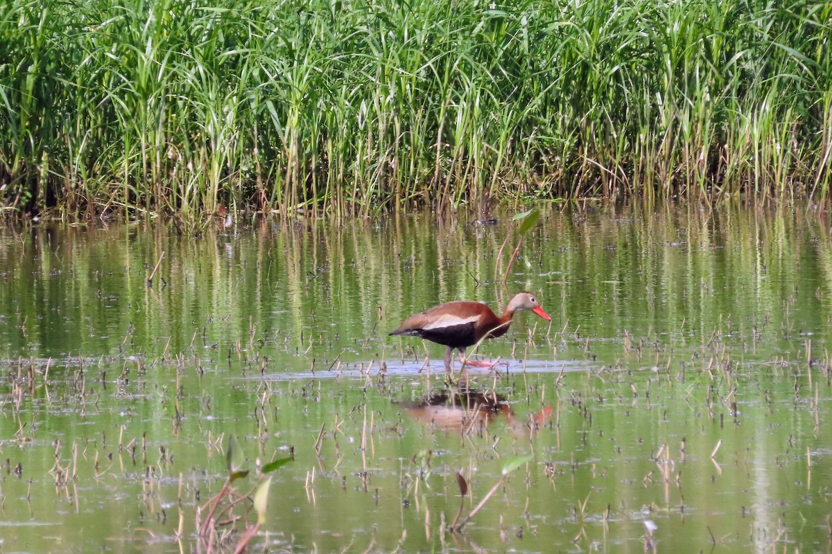 Dendrocygne à ventre noir - ML637885839