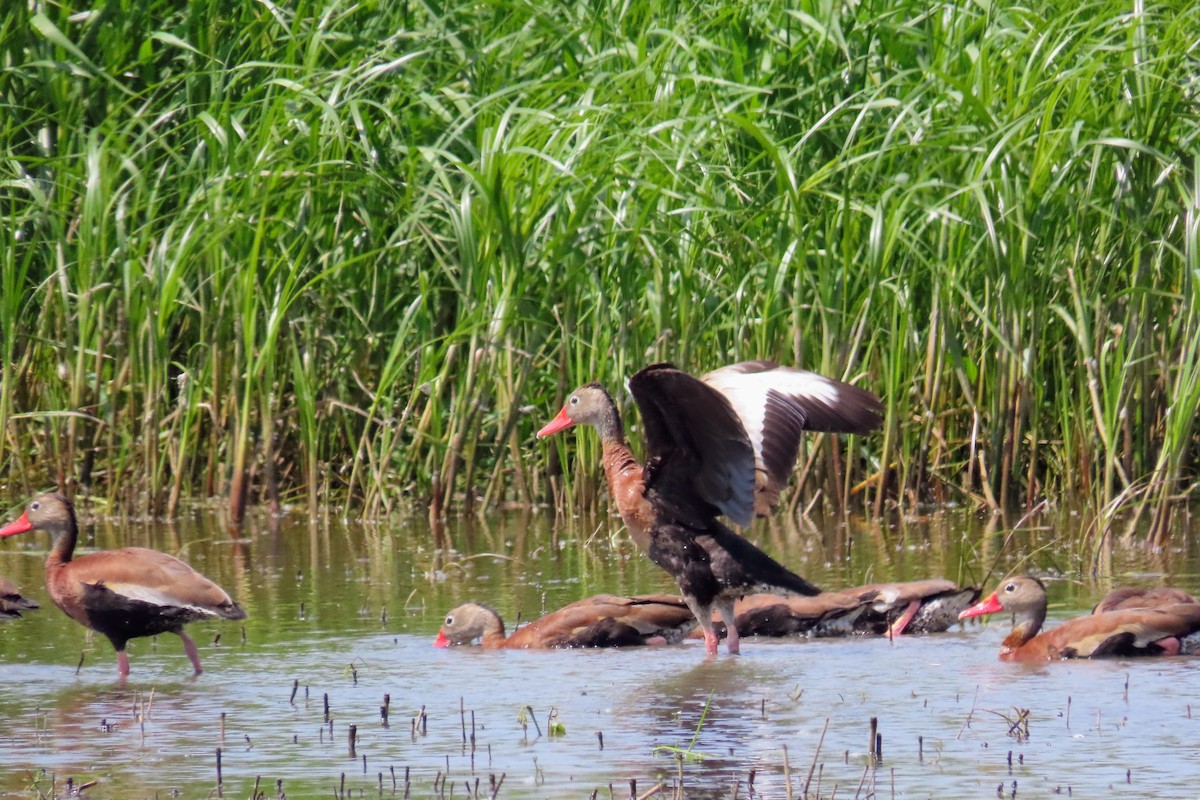 Dendrocygne à ventre noir - ML637885840