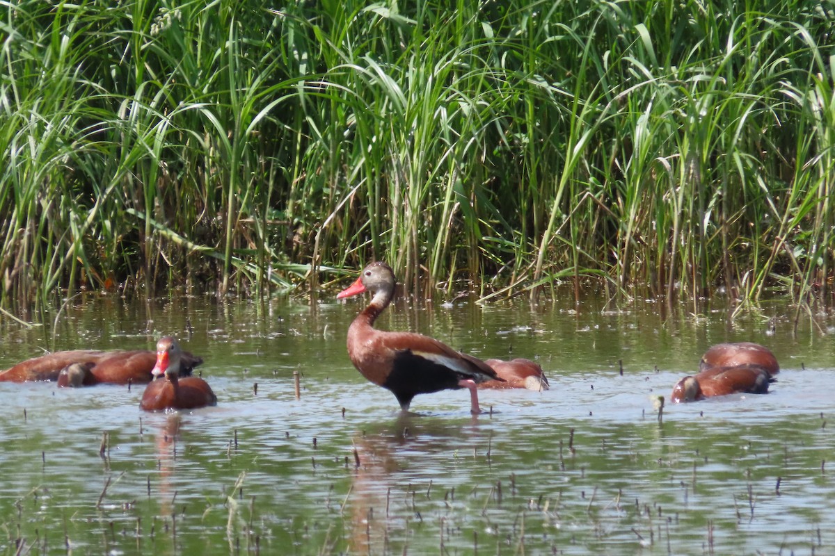 Dendrocygne à ventre noir - ML637885843
