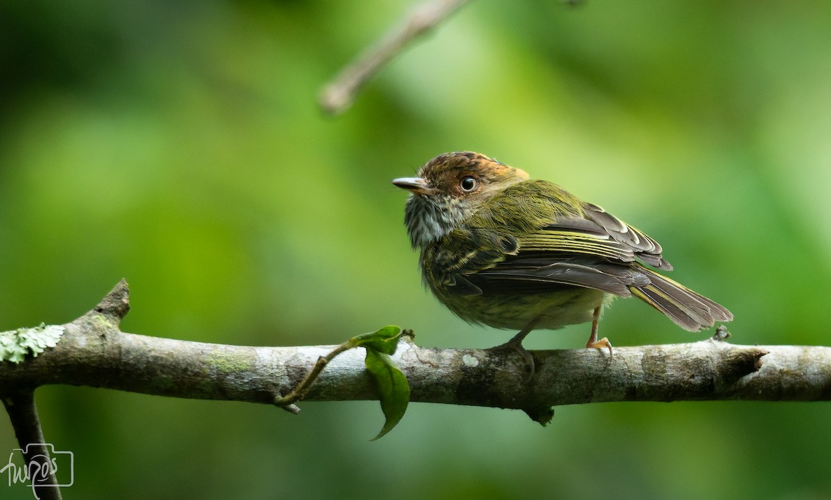 Scale-crested Pygmy-Tyrant - ML637885886