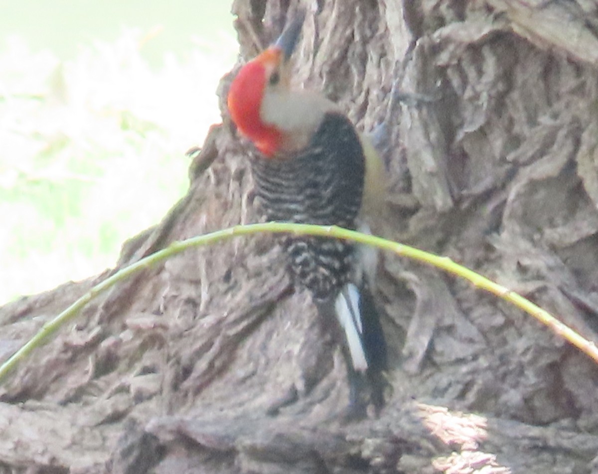 Red-bellied Woodpecker - ML637885982