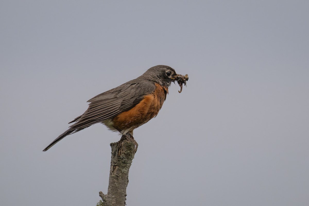 American Robin - ML637886015