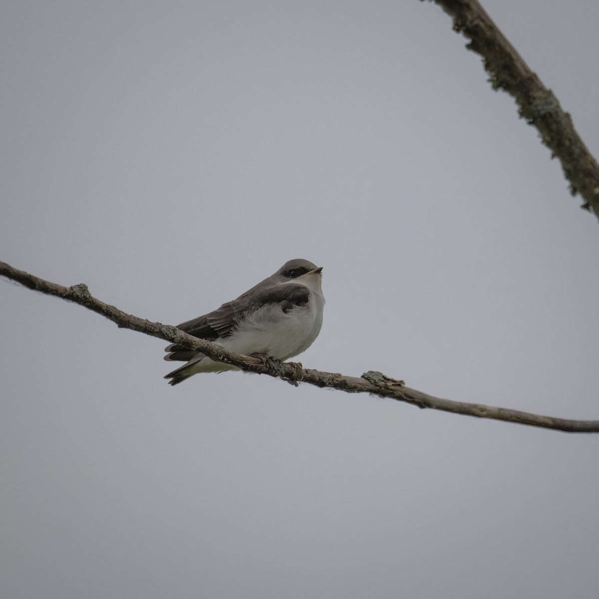 Tree Swallow - ML637886034