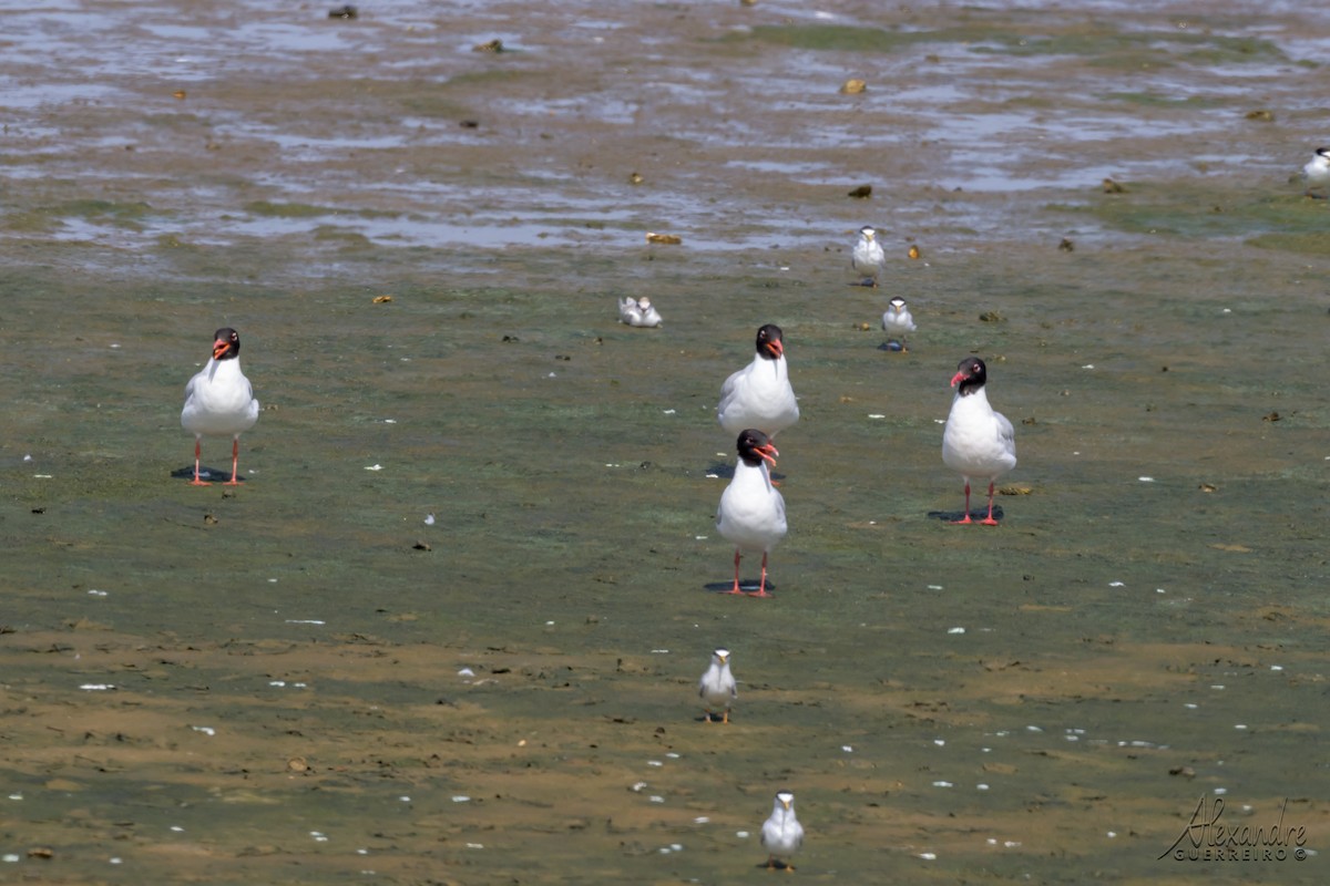 Mediterranean Gull - ML637886099