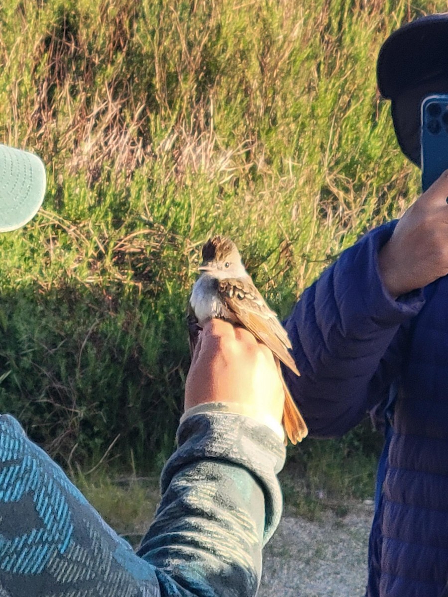 Ash-throated Flycatcher - ML637886133