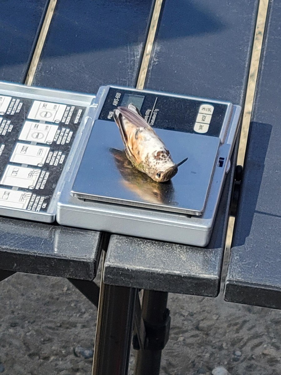 Rufous Hummingbird - ML637886184