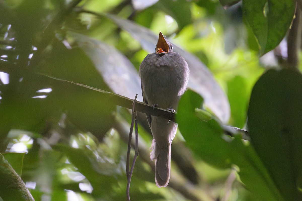 Screaming Piha - ML637886198