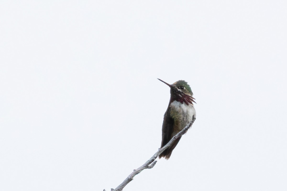 Calliope Hummingbird - ML637886221