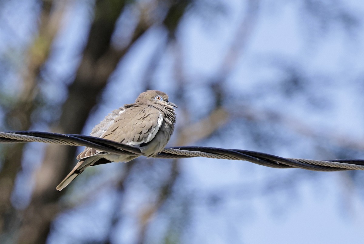 White-winged Dove - ML637886228