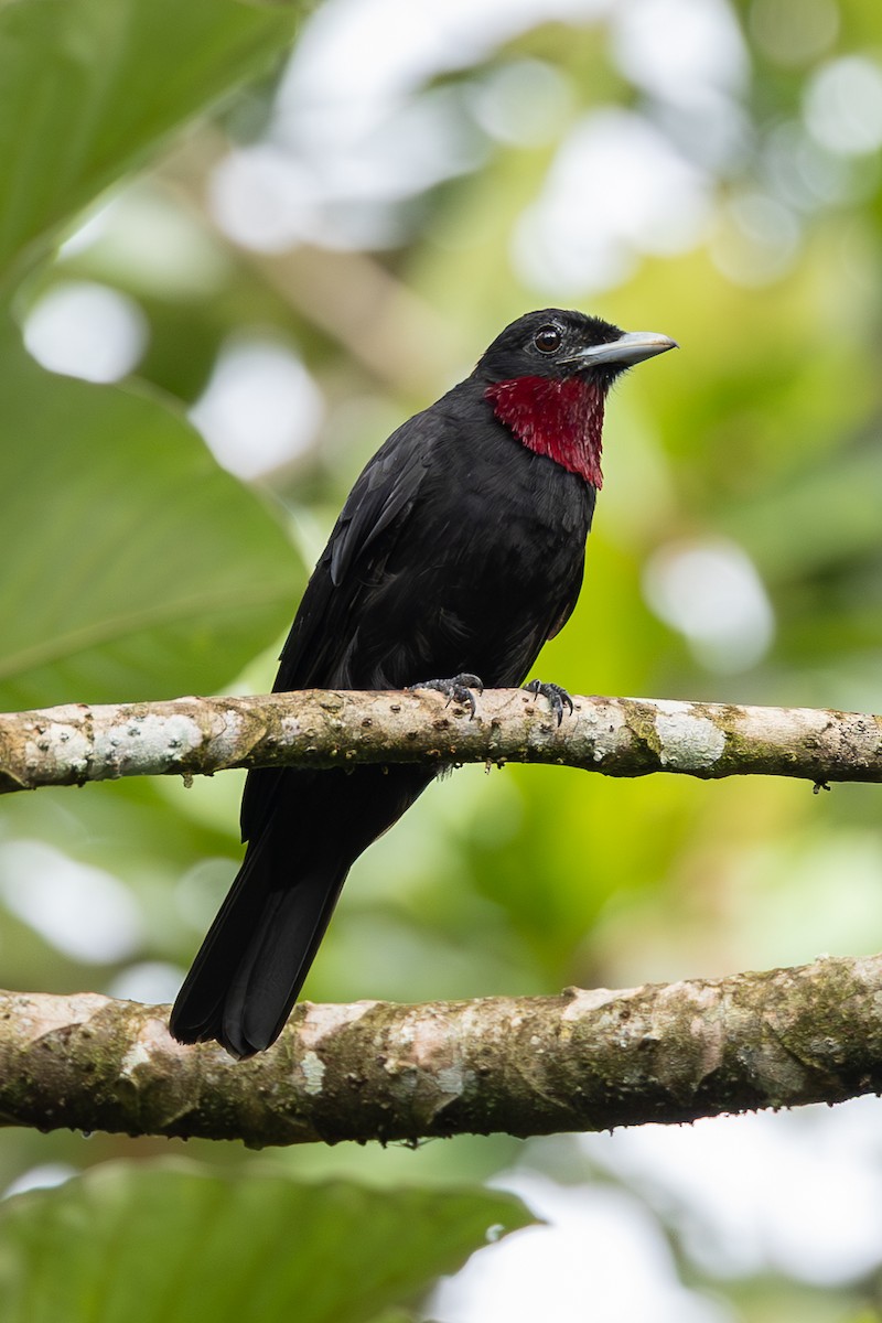 Purple-throated Fruitcrow - ML637886251