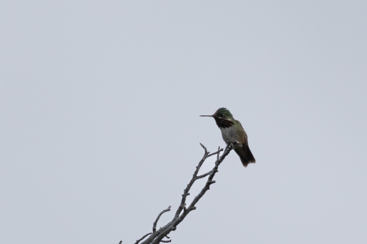 Calliope Hummingbird - ML637886307
