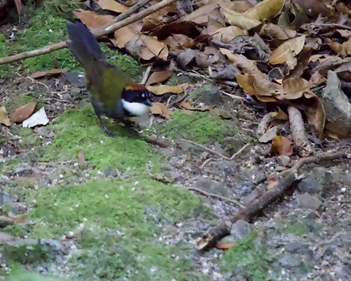 Chestnut-capped Brushfinch - ML637886318