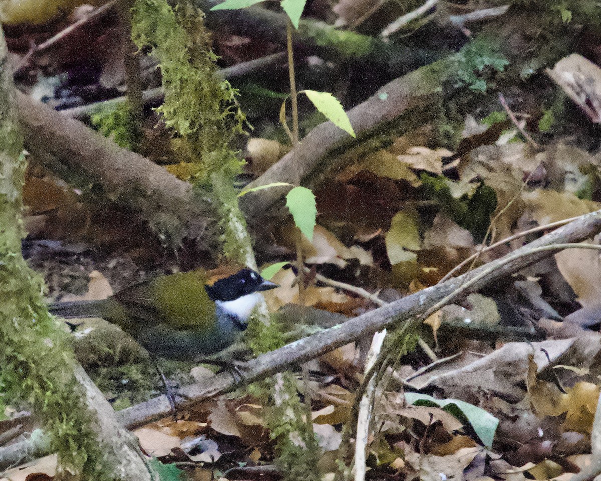 Chestnut-capped Brushfinch - ML637886319