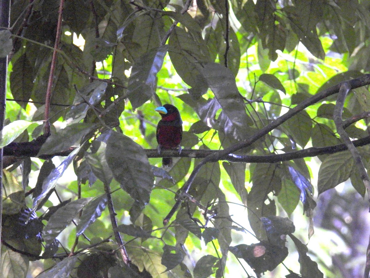Black-and-red Broadbill - ML637886324