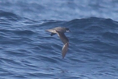 Soft-plumaged Petrel - ML637886354