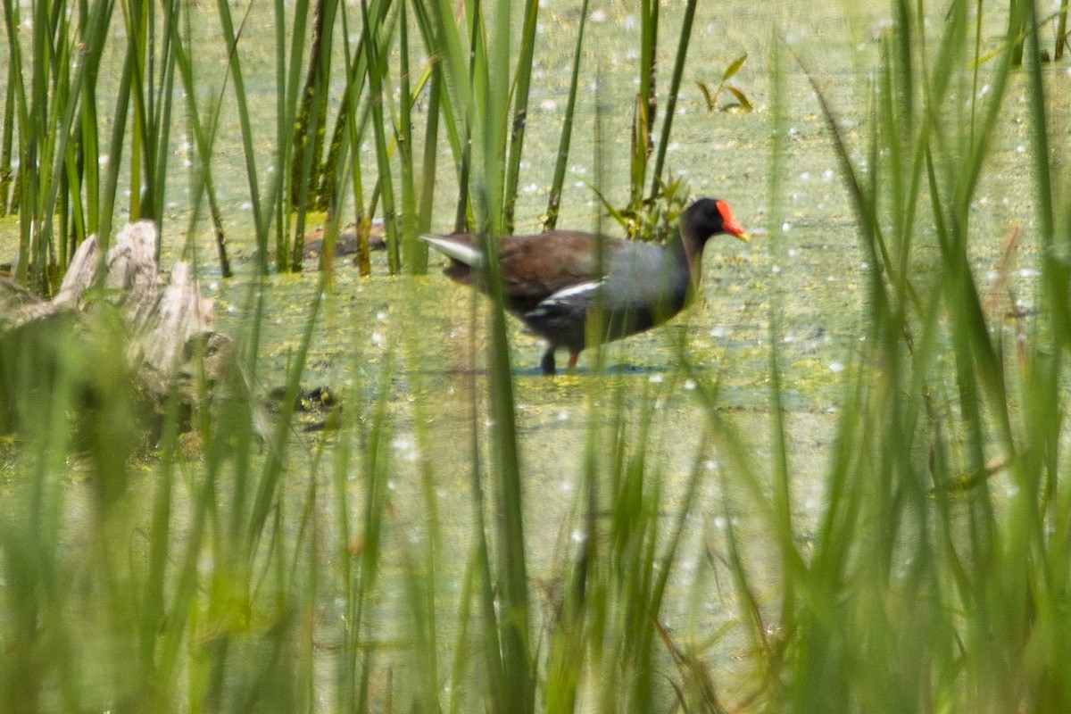 Common Gallinule - ML637886383