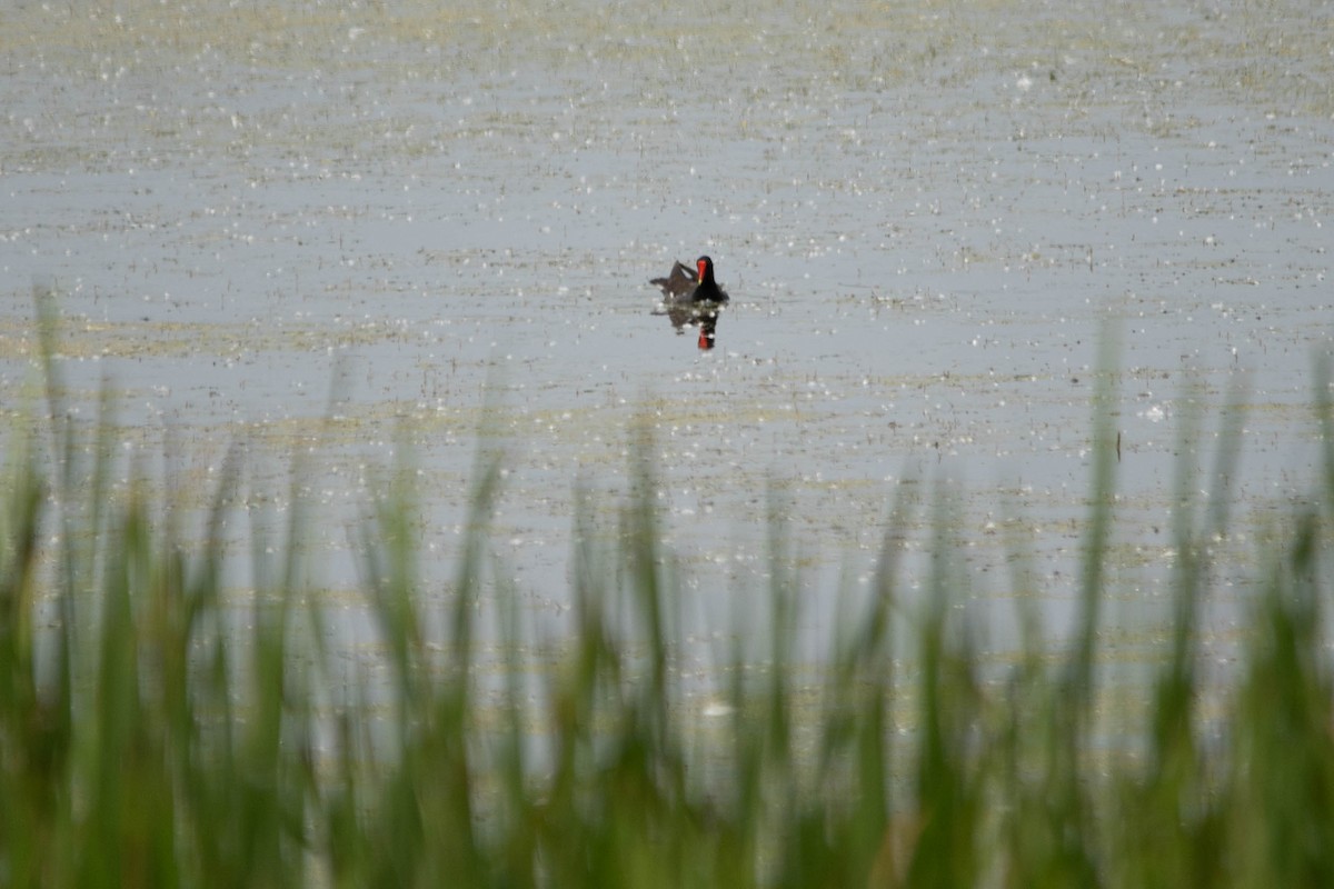 Common Gallinule - ML637886384