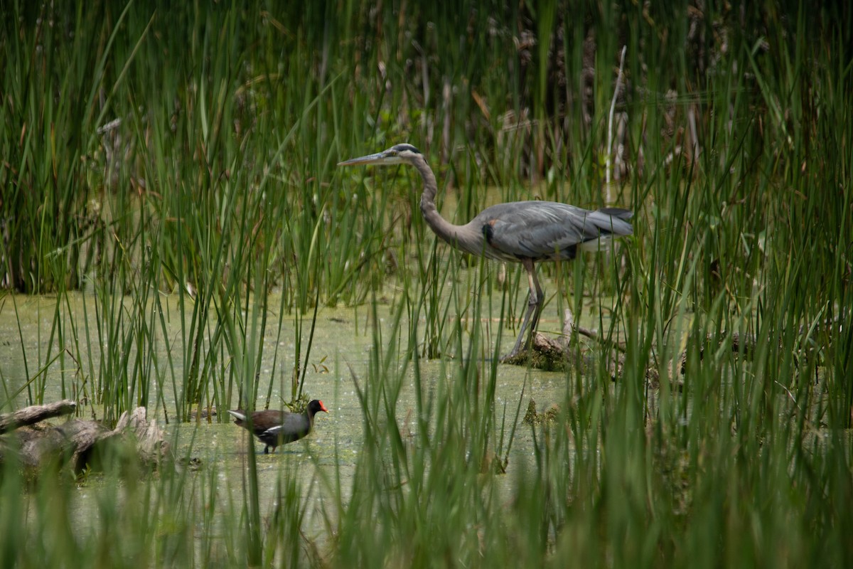 Common Gallinule - ML637886385
