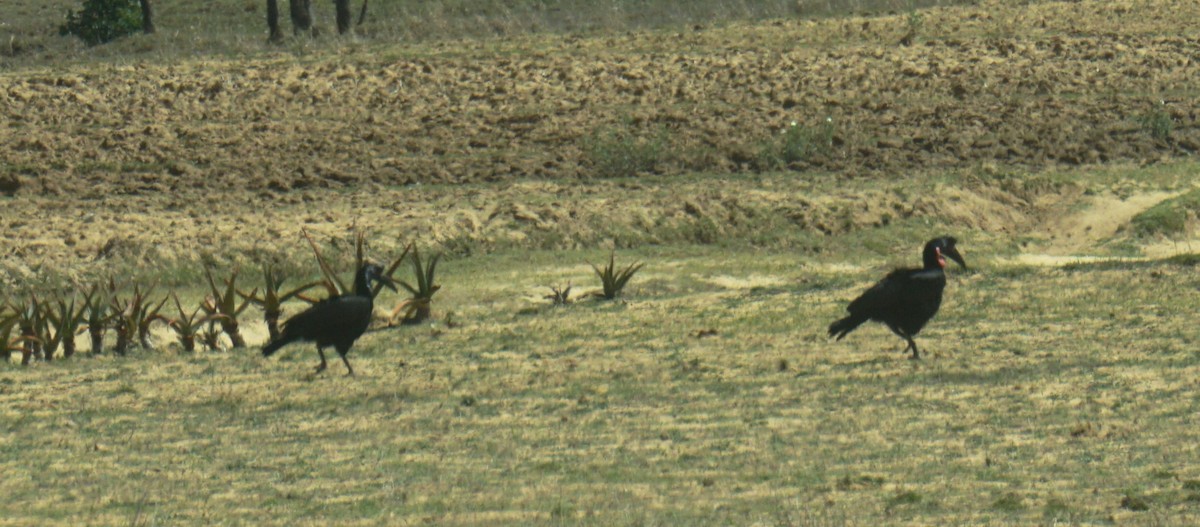 Abyssinian Ground-Hornbill - ML637886397