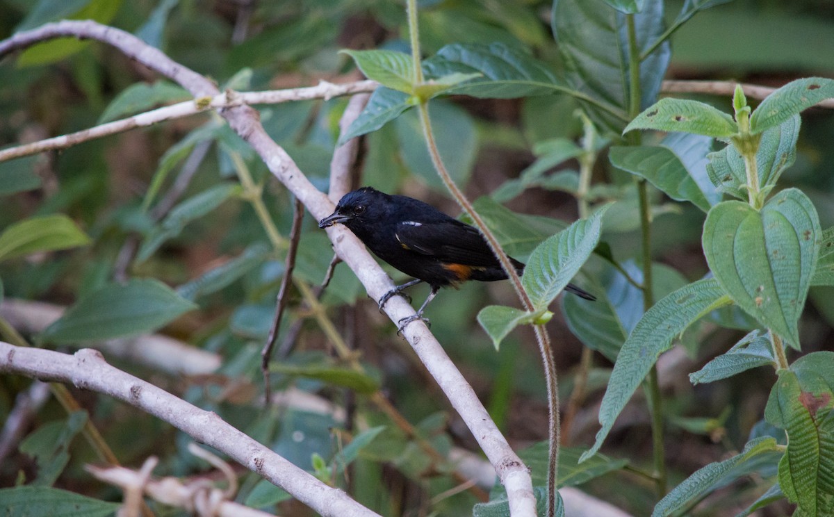 Fulvous-crested Tanager - ML637886422