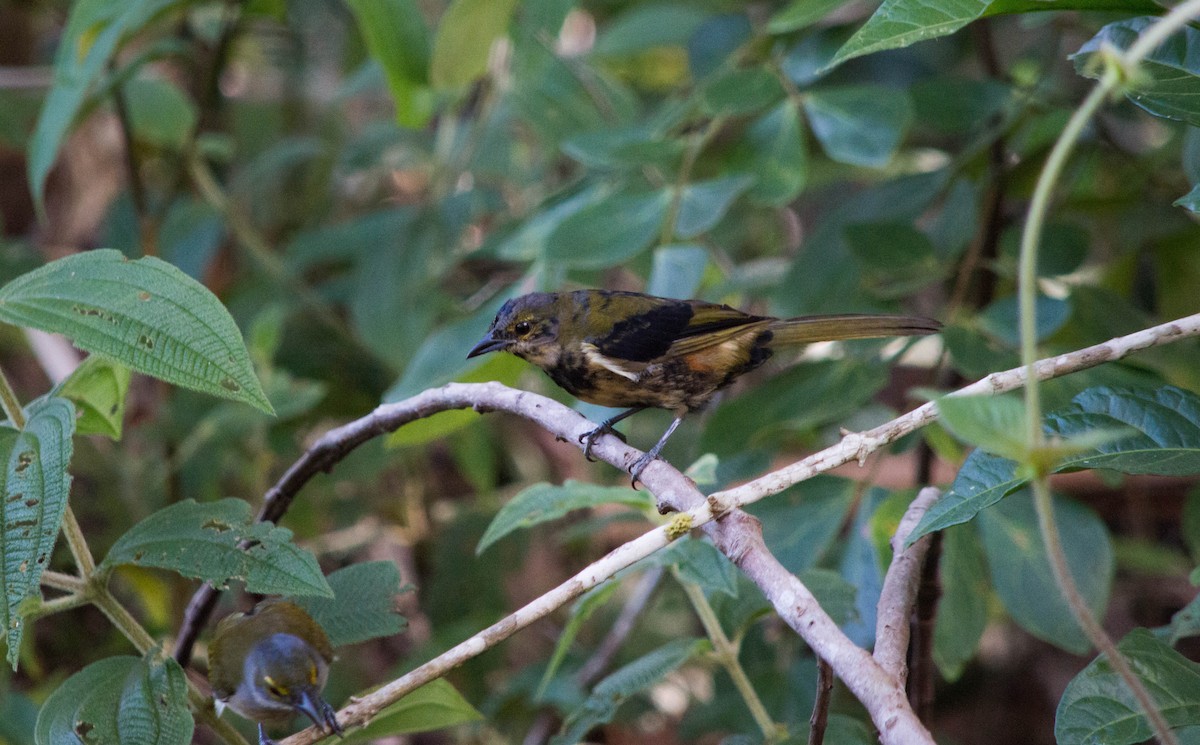 Fulvous-crested Tanager - ML637886423