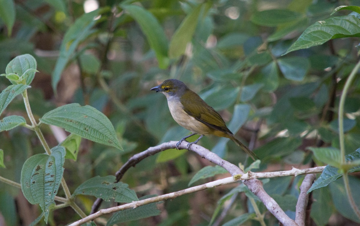 Fulvous-crested Tanager - ML637886424