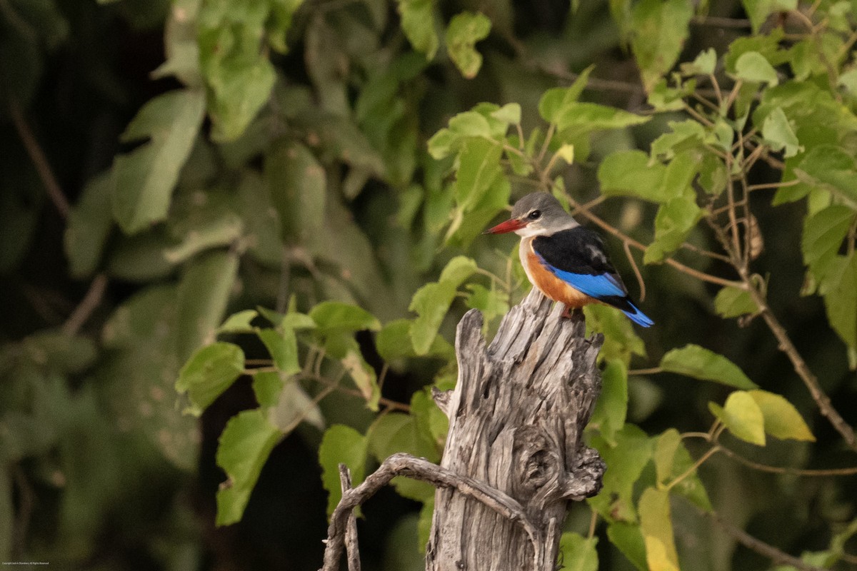 Gray-headed Kingfisher - ML637886512
