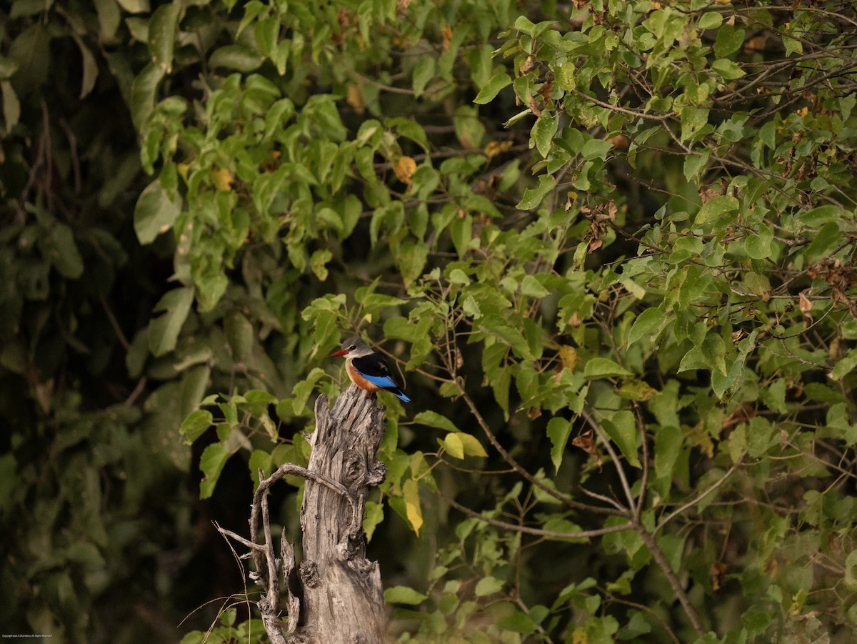 Gray-headed Kingfisher - ML637886513