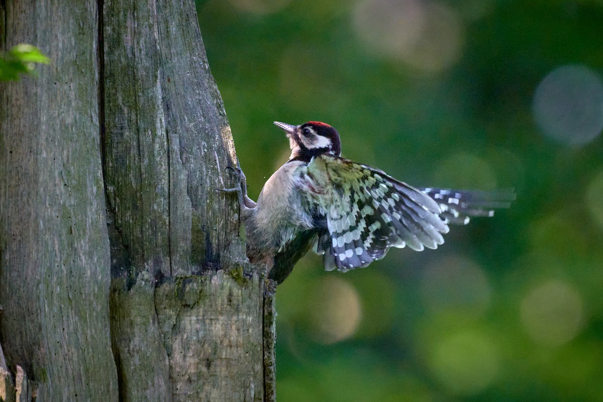 Lesser Spotted Woodpecker - ML637886537