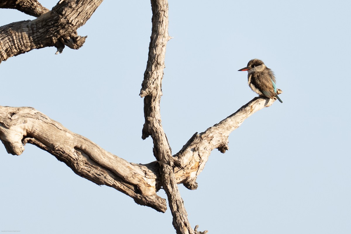 Striped Kingfisher - ML637886539