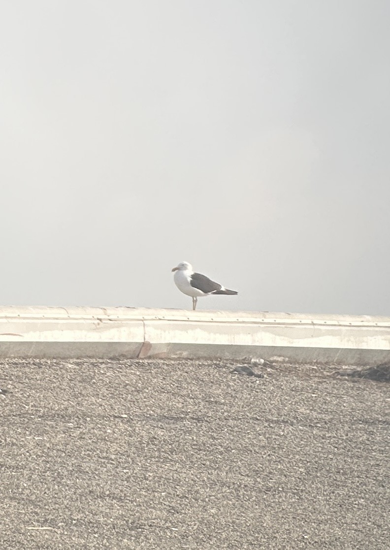 Kelp Gull - ML637886554