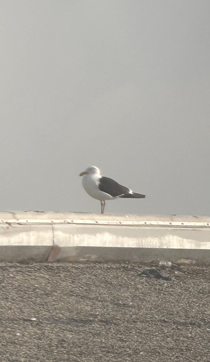 Kelp Gull - ML637886555