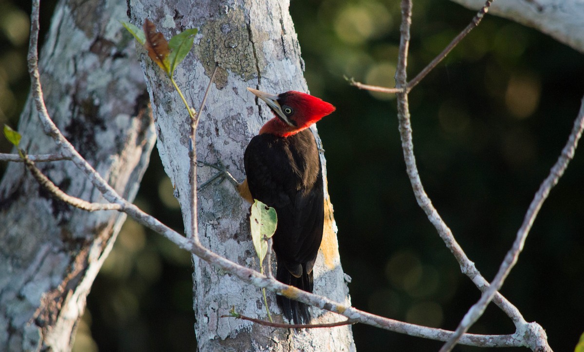 Red-necked Woodpecker - ML637886570