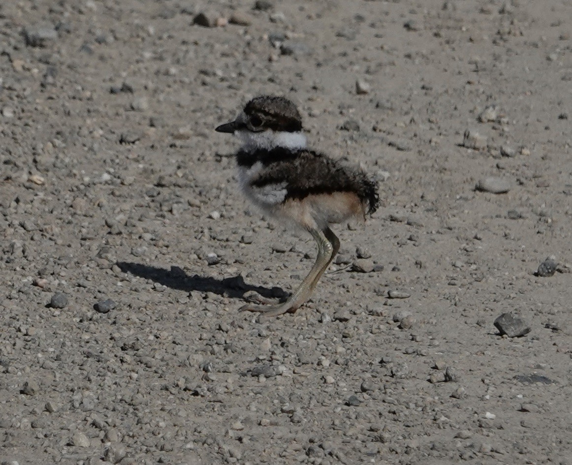 Killdeer - ML637886614