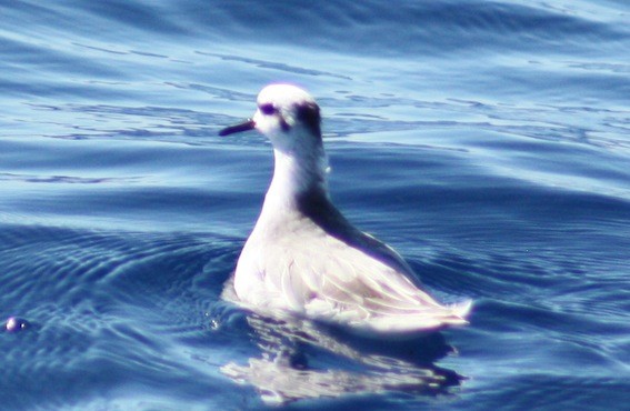 Red Phalarope - ML637886624