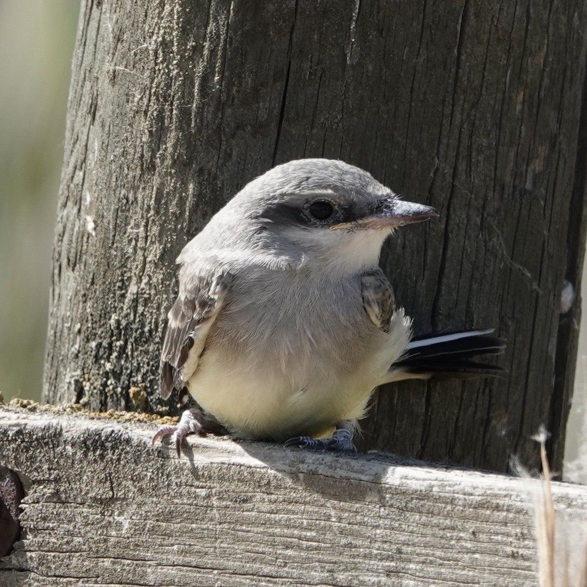 Western Kingbird - ML637886643