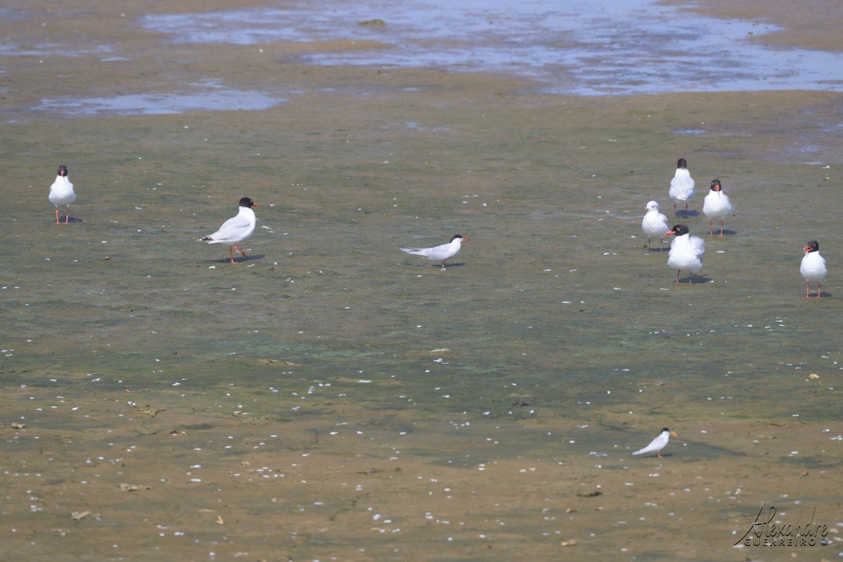 Mediterranean Gull - ML637886651