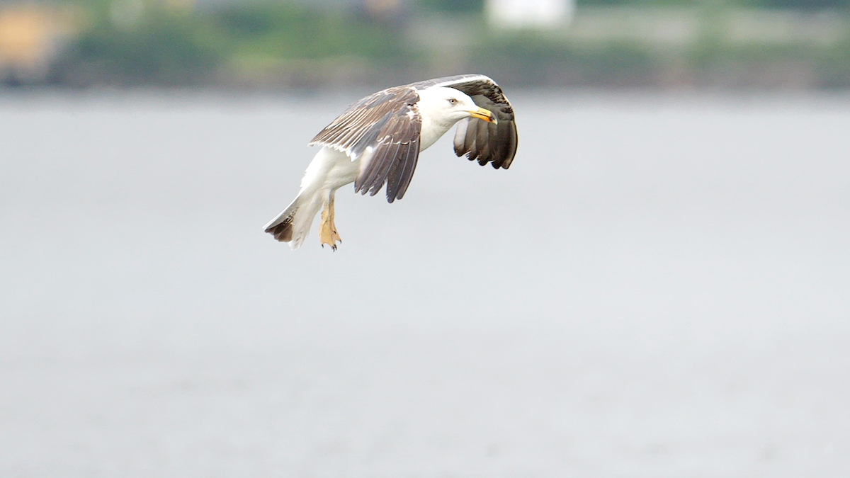 racek žlutonohý (ssp. graellsii) - ML637886722
