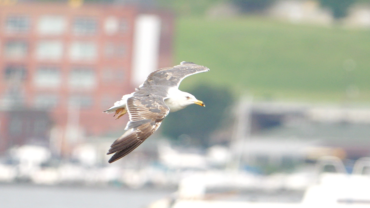racek žlutonohý (ssp. graellsii) - ML637886723