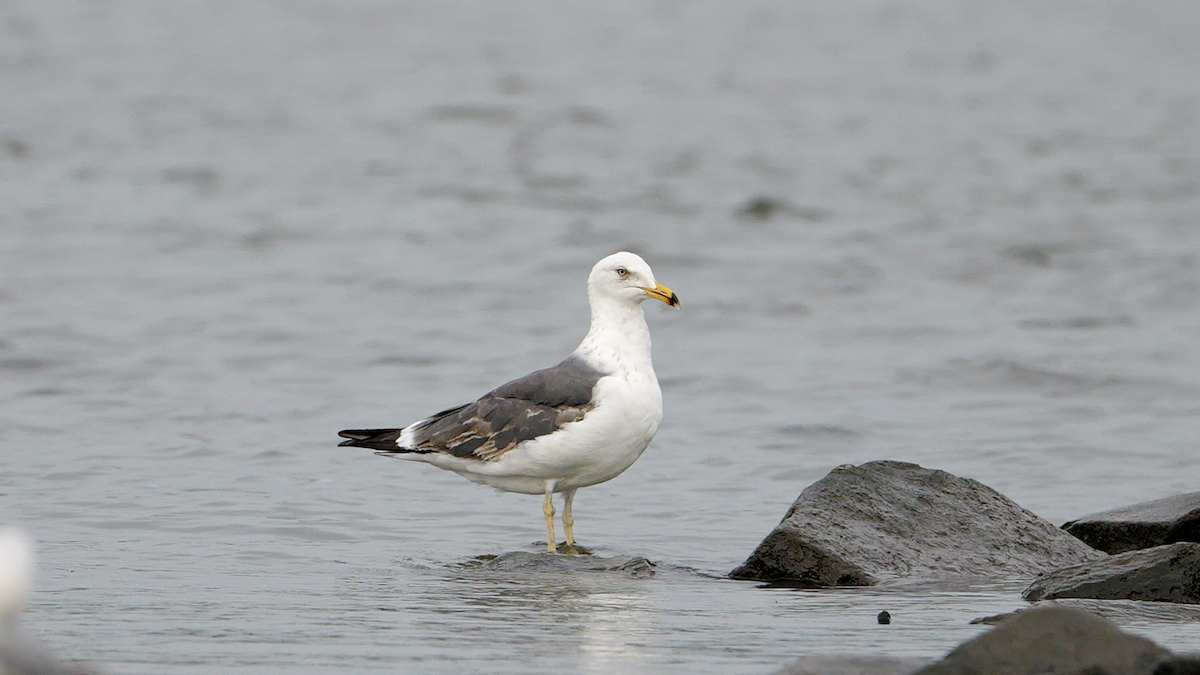 racek žlutonohý (ssp. graellsii) - ML637886724