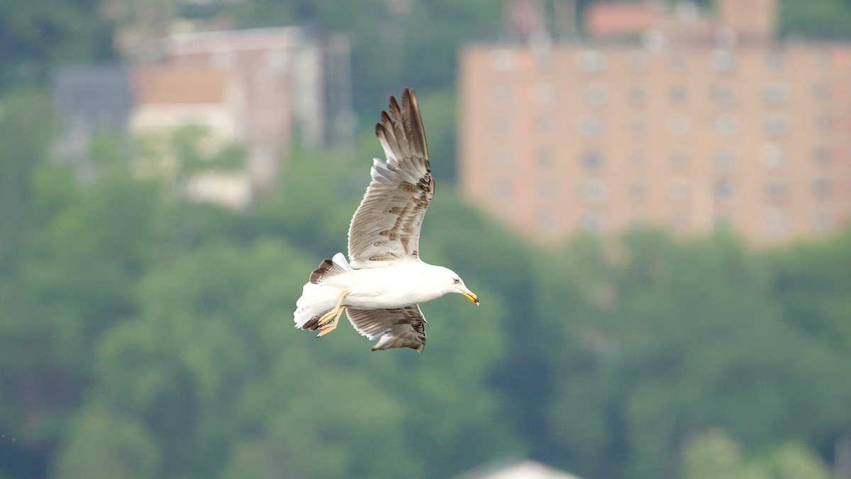racek žlutonohý (ssp. graellsii) - ML637886725
